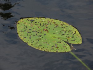 06.