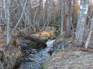 IMG_8973