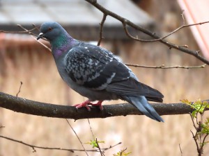 IMG_9448