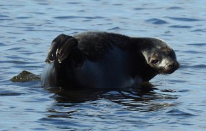 ann_rudbaeck_jakobstad