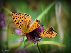 paivi_lammela_teuva2