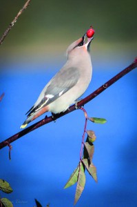 taina_timonen_kaskinen