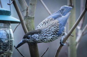 taina_timonen_kaskinen3