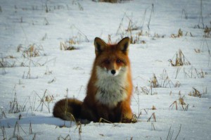 taina_timonen_kaskinen4